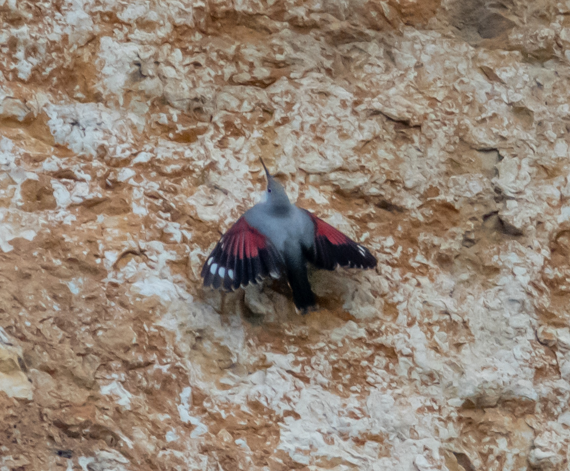 Miniature